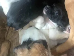 Cachorro raça SRD-ViraLata idade 2 a 6 meses nome Filhotes