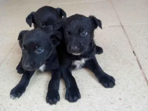 Cachorro raça SRD-ViraLata idade Abaixo de 2 meses nome Filhotes