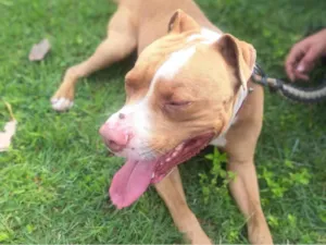 Cachorro raça Pit-Bull idade 3 anos nome Falcão 