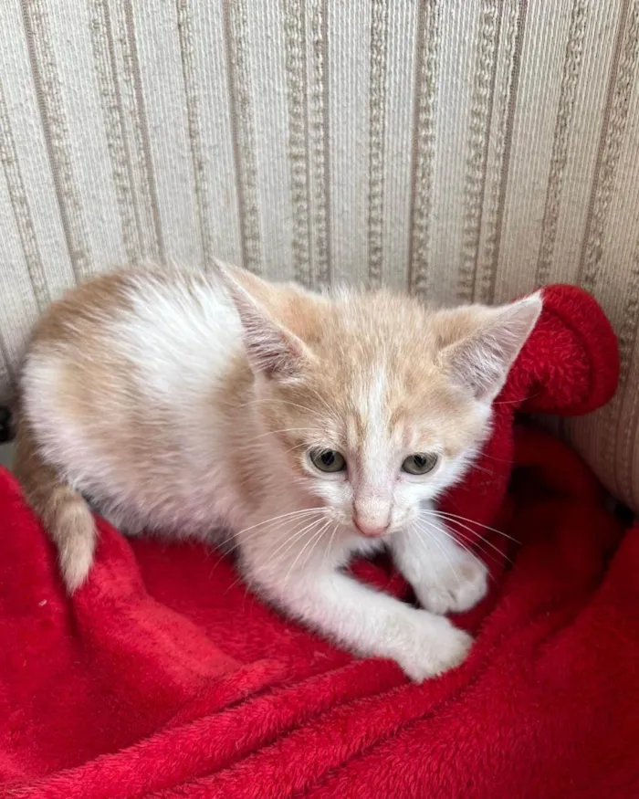 Gato ra a SRD-ViraLata idade Abaixo de 2 meses nome Pingo