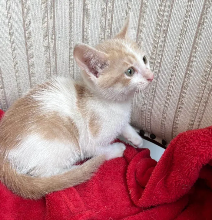 Gato ra a SRD-ViraLata idade Abaixo de 2 meses nome Pingo