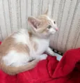 Pingo