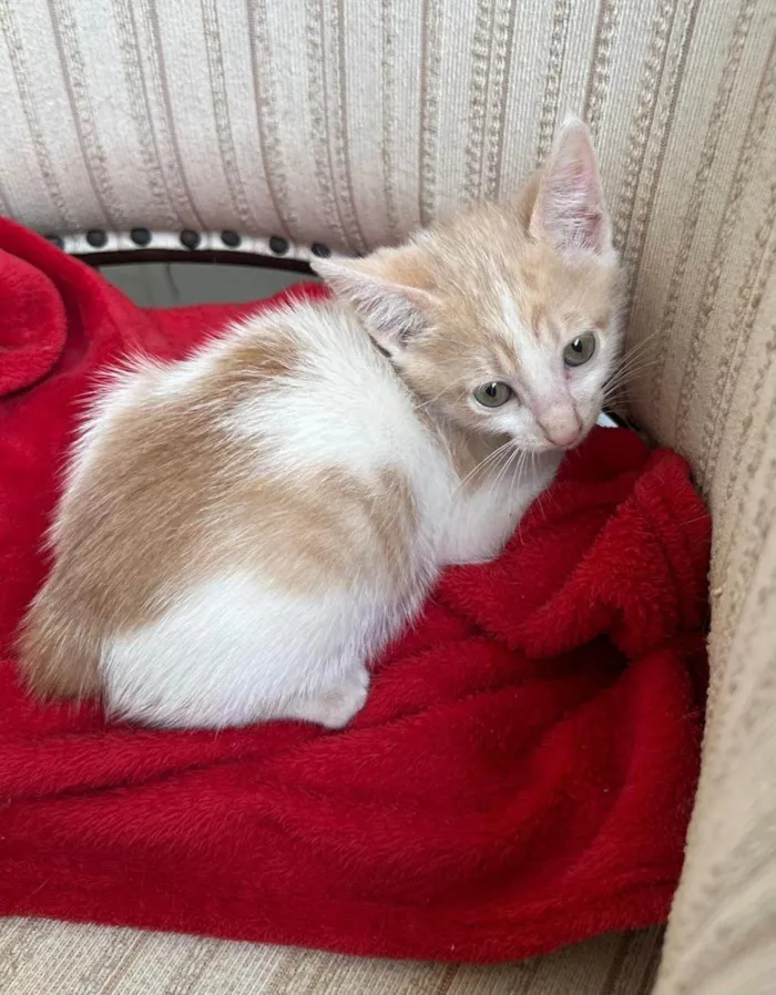 Gato ra a SRD-ViraLata idade Abaixo de 2 meses nome Pingo