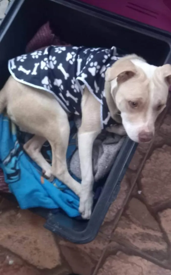 Cachorro ra a Pit-Bull idade 7 a 11 meses nome Bruce