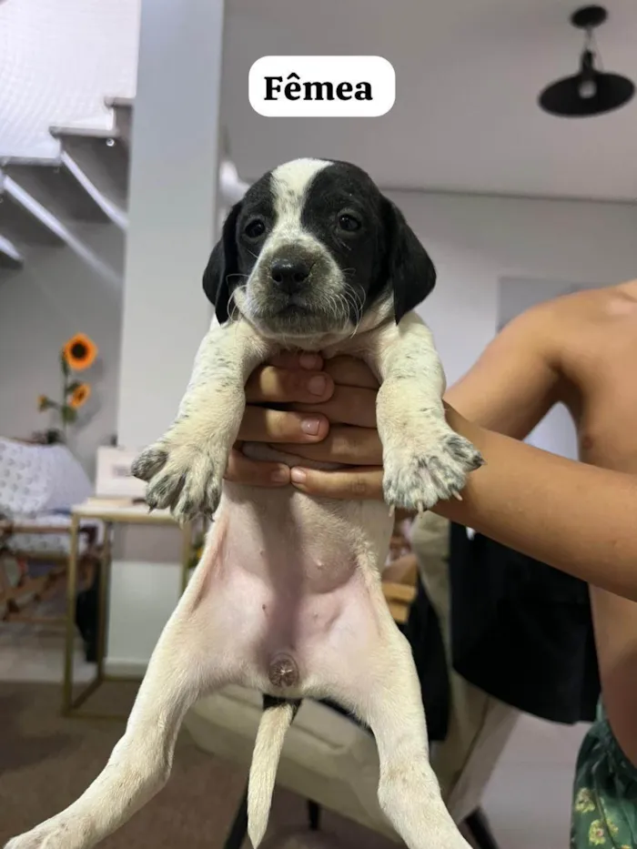 Cachorro ra a SRD-ViraLata idade Abaixo de 2 meses nome Não tem ainda 