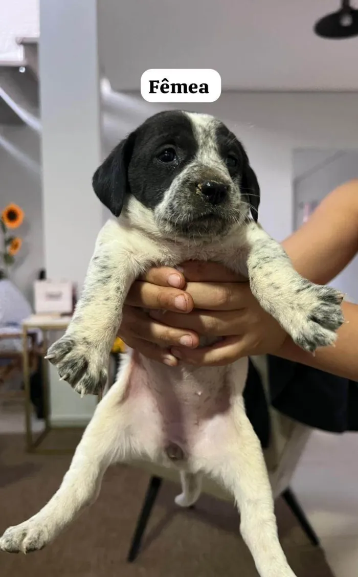 Cachorro ra a SRD-ViraLata idade Abaixo de 2 meses nome Ainda não tem 