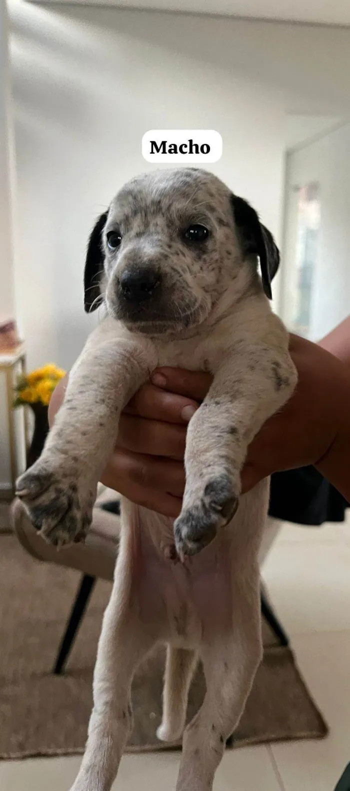 Cachorro ra a SRD-ViraLata idade Abaixo de 2 meses nome Ainda não tem 