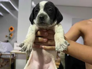 Cachorro raça SRD-ViraLata idade Abaixo de 2 meses nome Não tem ainda 