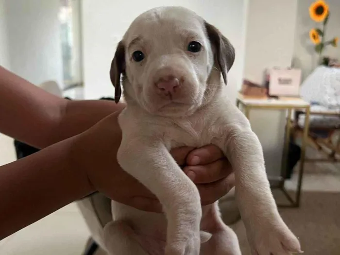 Cachorro ra a SRD-ViraLata idade Abaixo de 2 meses nome Ainda não tem 