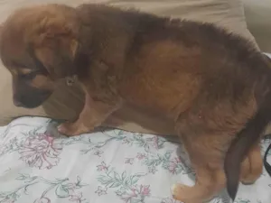 Cachorro raça SRD-ViraLata idade 2 a 6 meses nome Moranguinho