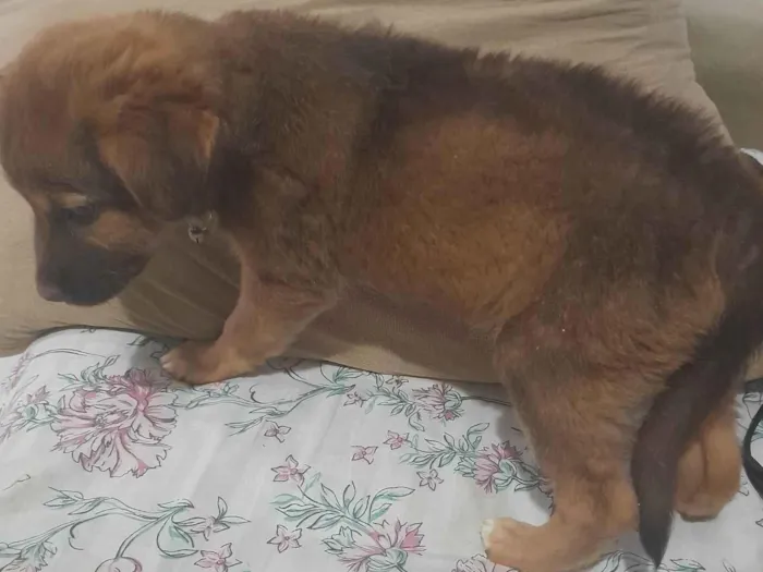 Cachorro ra a SRD-ViraLata idade 2 a 6 meses nome Moranguinho