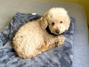 Cachorro raça Poodle idade 6 ou mais anos nome Duda