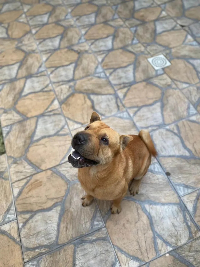 Cachorro ra a Shar Pei idade 4 anos nome Chicó