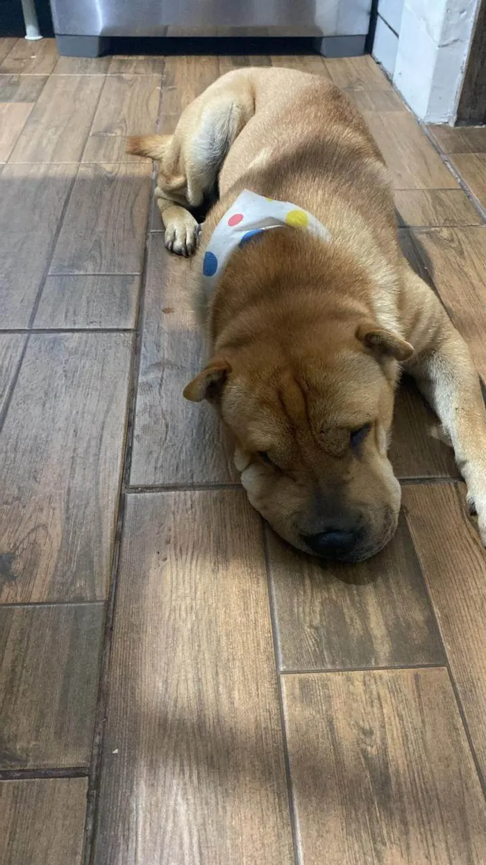 Cachorro ra a Shar Pei idade 4 anos nome Chicó