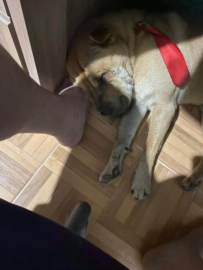 Cachorro ra a Shar Pei idade 4 anos nome Chicó