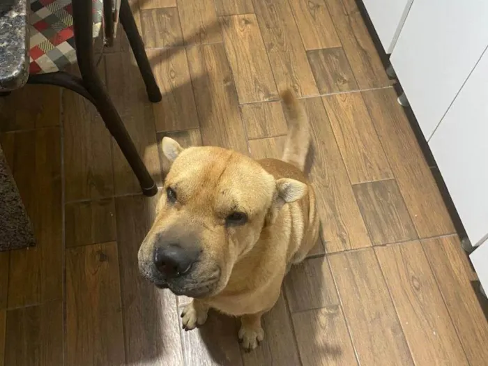 Cachorro ra a Shar Pei idade 4 anos nome Chicó