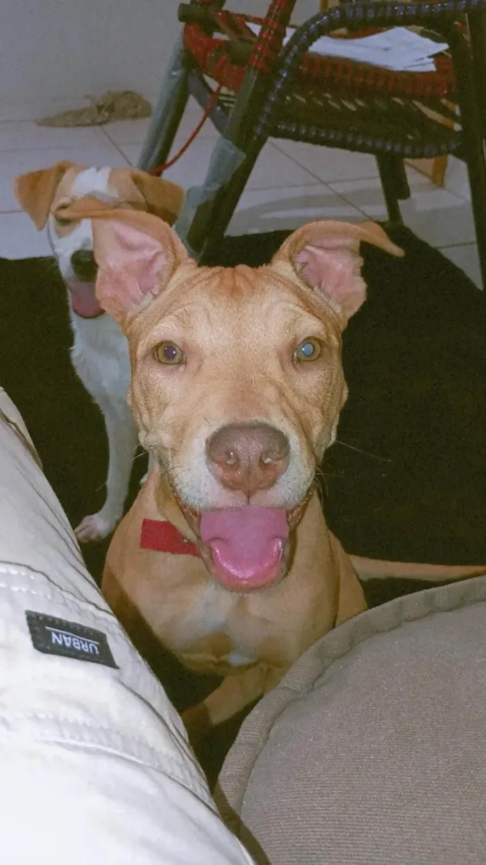 Cachorro ra a Pit-Bull idade 7 a 11 meses nome zara