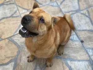 Cachorro raça Shar Pei idade 4 anos nome Chicó