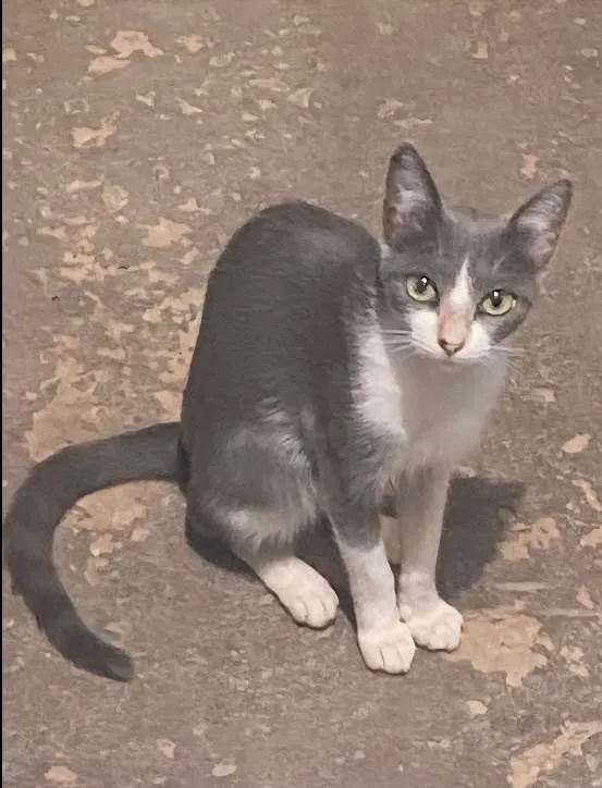 Gato ra a SRD-ViraLata idade 1 ano nome Princesa e seu filhos 