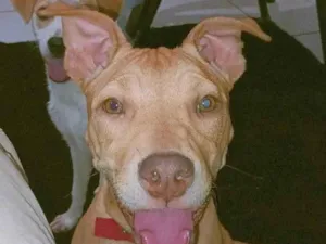 Cachorro raça Pit-Bull idade 7 a 11 meses nome zara