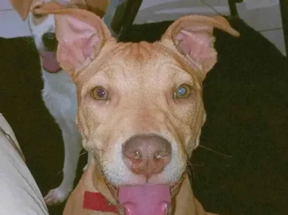 Cachorro raça Pit-Bull idade 7 a 11 meses nome zara