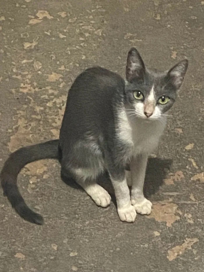 Gato ra a SRD-ViraLata idade 1 ano nome Princesa e seu filhos 