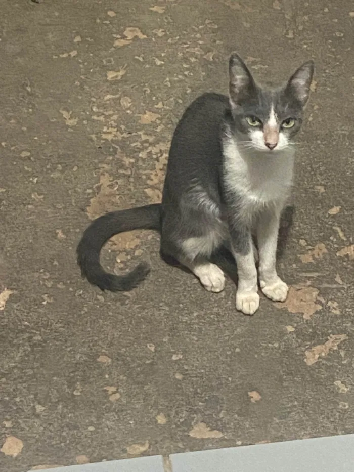 Gato ra a SRD-ViraLata idade 1 ano nome Princesa e seu filhos 