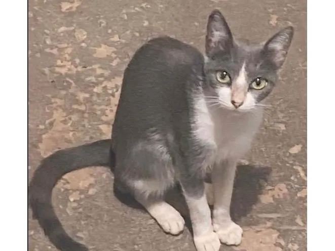 Gato ra a SRD-ViraLata idade 1 ano nome Princesa e seu filhos 