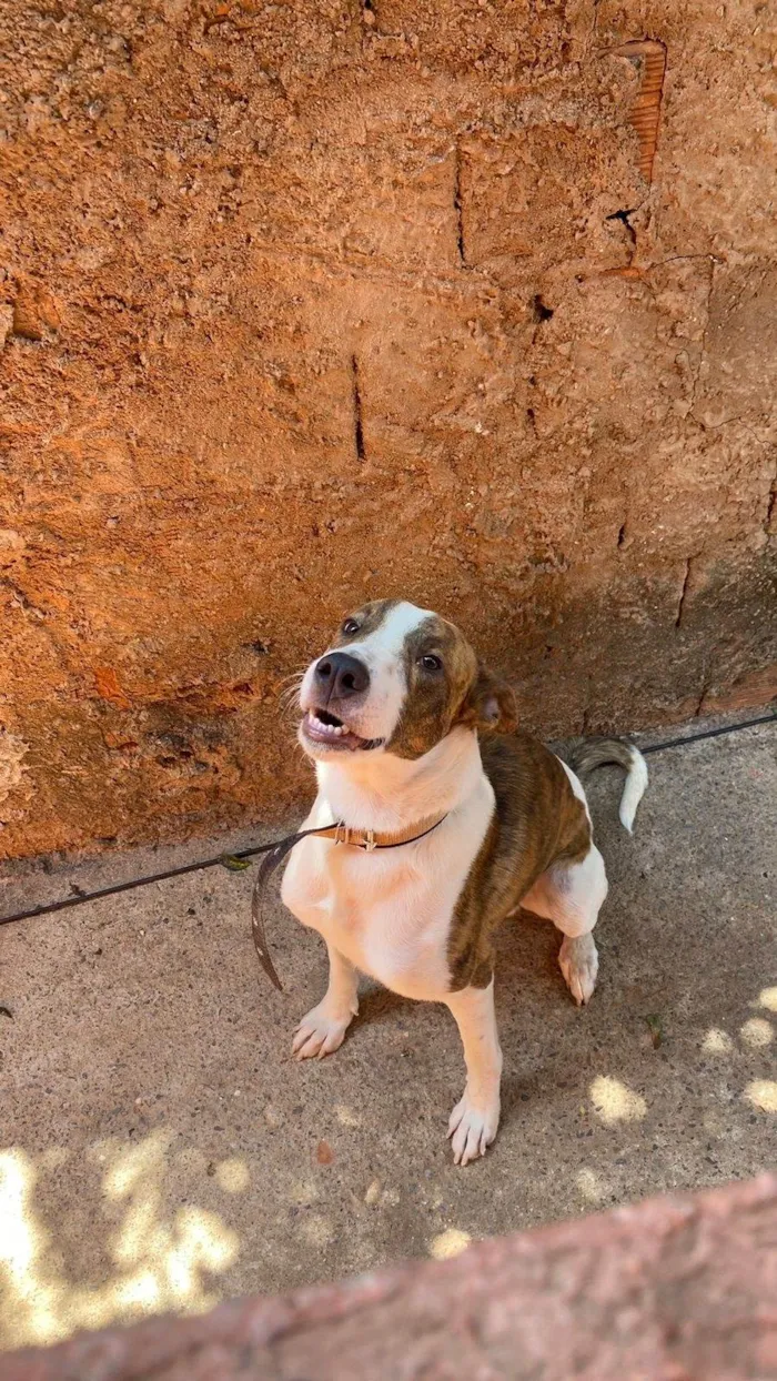 Cachorro ra a Pit-Bull idade 2 anos nome Bebê 