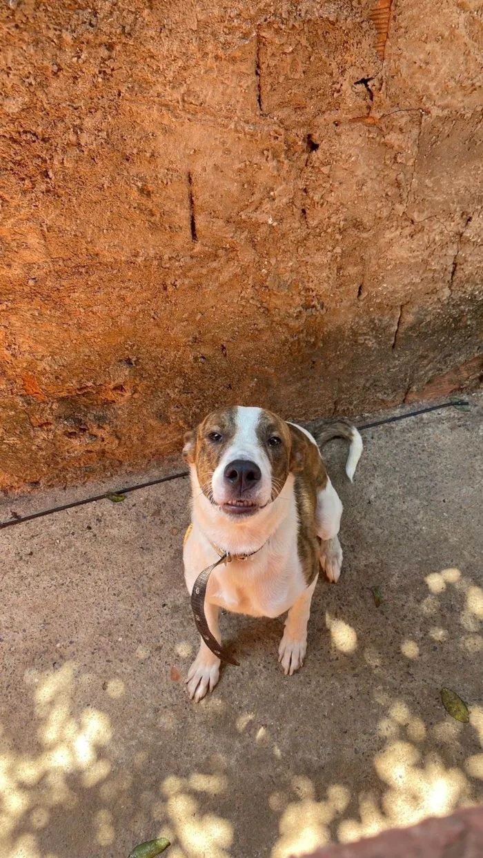 Cachorro ra a Pit-Bull idade 2 anos nome Bebê 