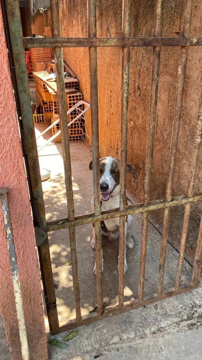 Cachorro ra a Pit-Bull idade 2 anos nome Bebê 