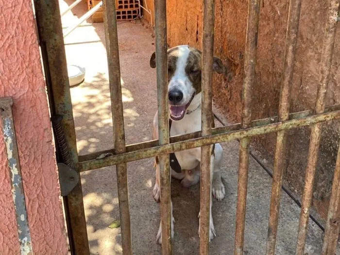 Cachorro ra a Pit-Bull idade 2 anos nome Bebê 