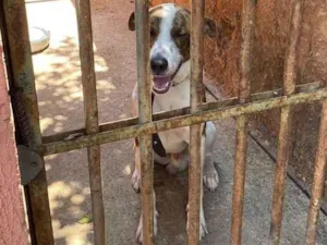 Cachorro raça Pit-Bull idade 2 anos nome Bebê 