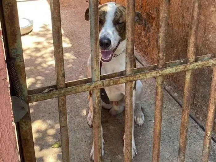 Cachorro ra a Pit-Bull idade 2 anos nome Bebê 