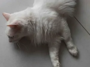 Gato raça Não sei. idade 6 ou mais anos nome Meguinho