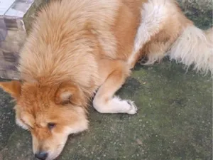 Cachorro raça Chow Chow idade 1 ano nome Bela