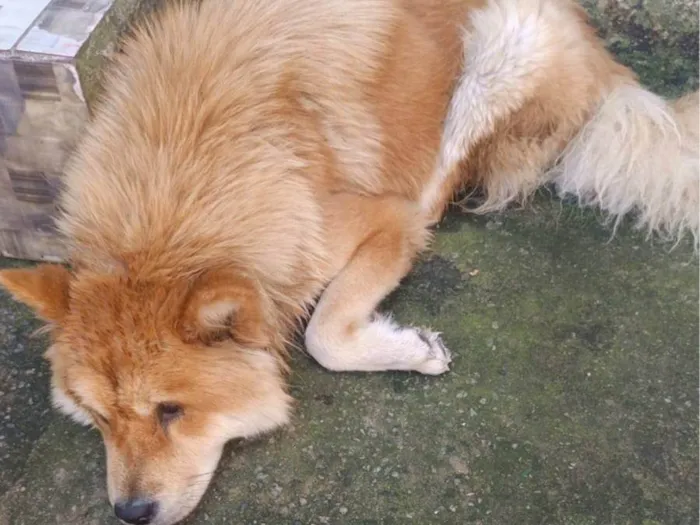 Cachorro ra a Chow Chow idade 1 ano nome Bela