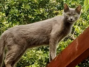 Gato raça SRD-ViraLata idade 1 ano nome ALEXANDRA