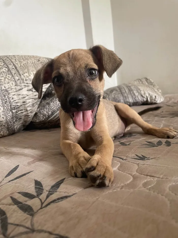 Cachorro ra a SRD-ViraLata idade Abaixo de 2 meses nome Pitucho