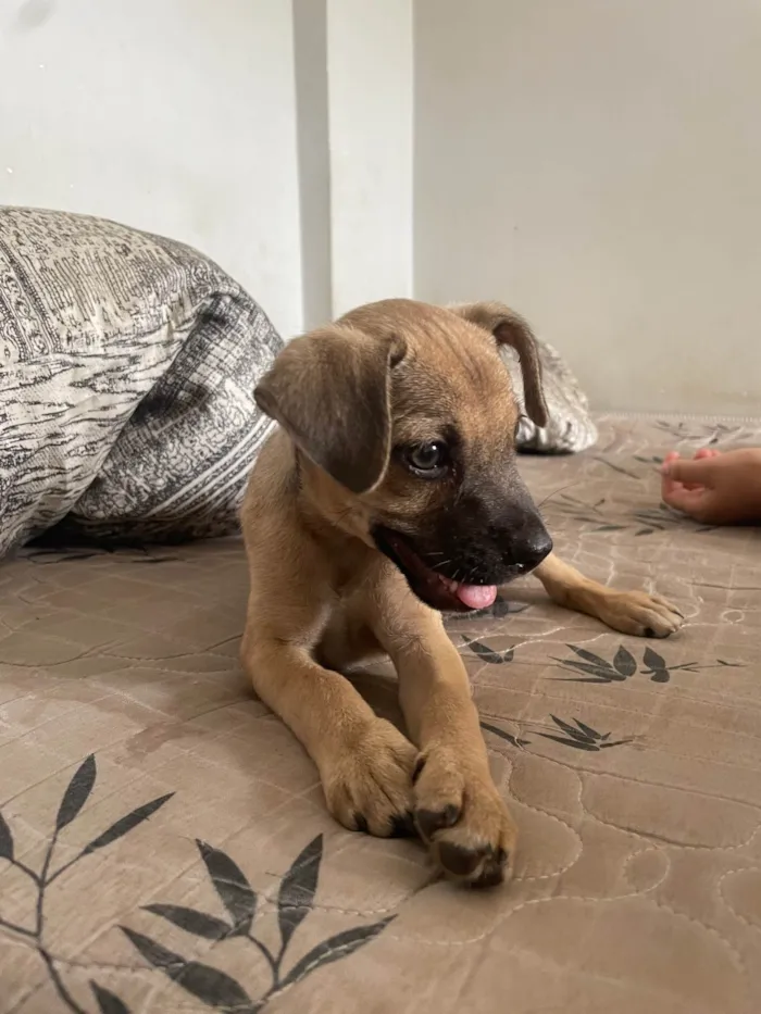 Cachorro ra a SRD-ViraLata idade Abaixo de 2 meses nome Pitucho