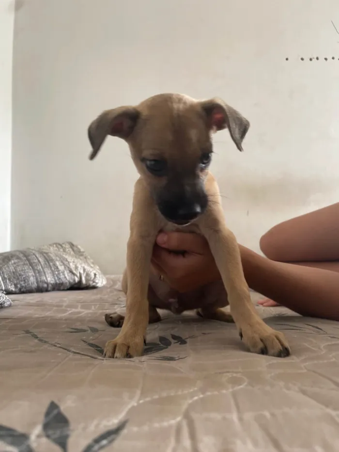 Cachorro ra a SRD-ViraLata idade Abaixo de 2 meses nome Pitucho