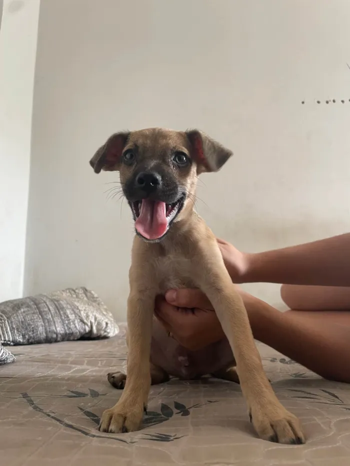 Cachorro ra a SRD-ViraLata idade Abaixo de 2 meses nome Pitucho