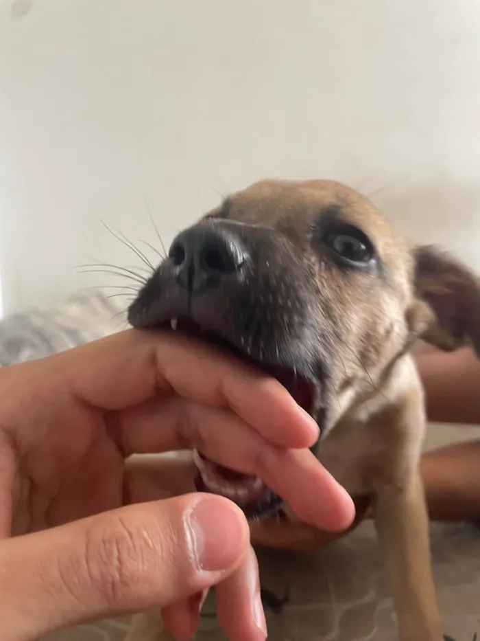 Cachorro ra a SRD-ViraLata idade Abaixo de 2 meses nome Pitucho