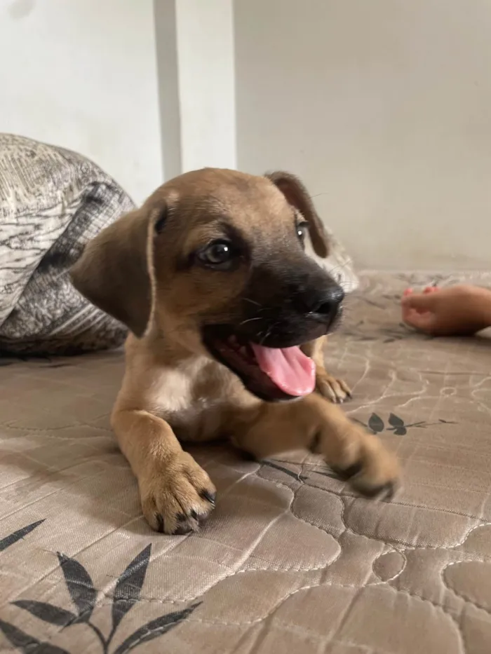 Cachorro ra a SRD-ViraLata idade Abaixo de 2 meses nome Pitucho