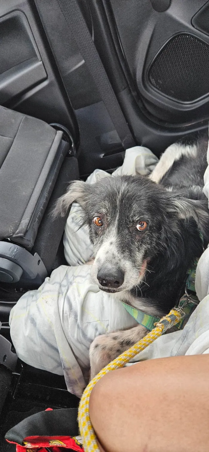 Cachorro ra a SRD-ViraLata idade 6 ou mais anos nome Mercedes