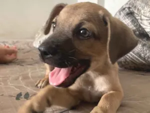 Cachorro raça SRD-ViraLata idade Abaixo de 2 meses nome Pitucho