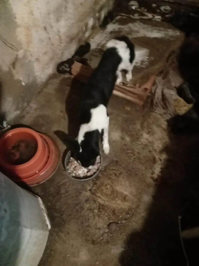 Cachorro ra a SRD-ViraLata idade 4 anos nome Nelle