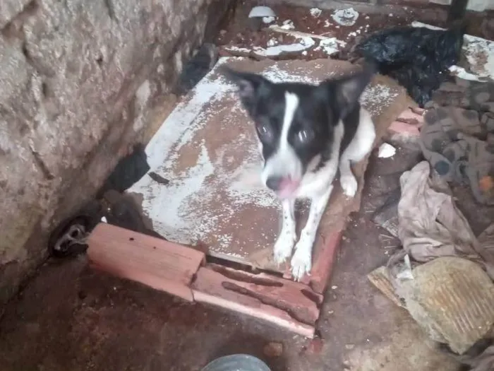 Cachorro ra a SRD-ViraLata idade 4 anos nome Nelle