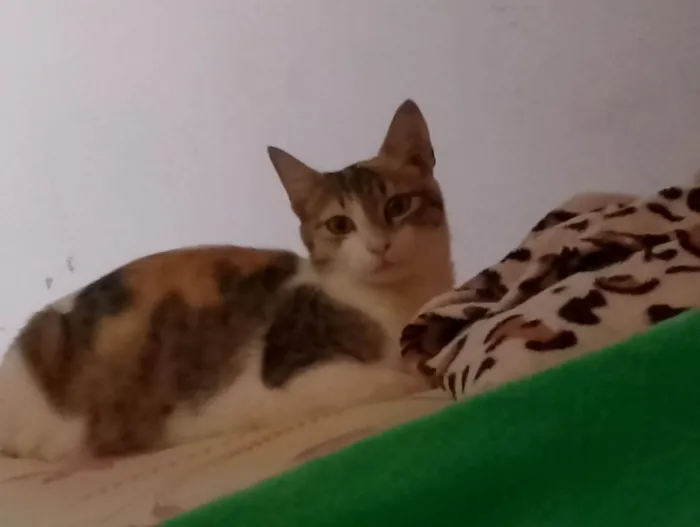 Gato ra a SRD-ViraLata idade 1 ano nome Maria Fifi e torrada