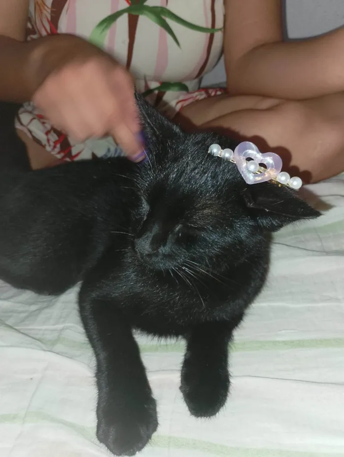 Gato ra a SRD-ViraLata idade 1 ano nome Maria Fifi e torrada